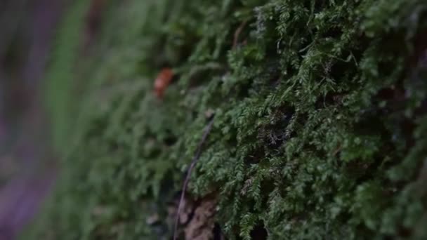Πράσινα βρύα σε ένα δέντρο ή βράχο στο δάσος, κοντινό πλάνο — Αρχείο Βίντεο