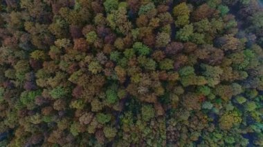 Renkli yaprakları ve hava fotoğraflarıyla güzel bir sonbahar yaprak döken orman.