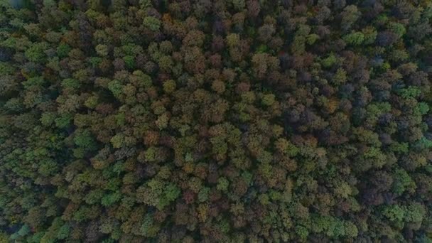 Pemandangan udara, hutan musim gugur, pohon dengan dedaunan kuning dan berwarna-warni. Latar belakang musim gugur alami — Stok Video