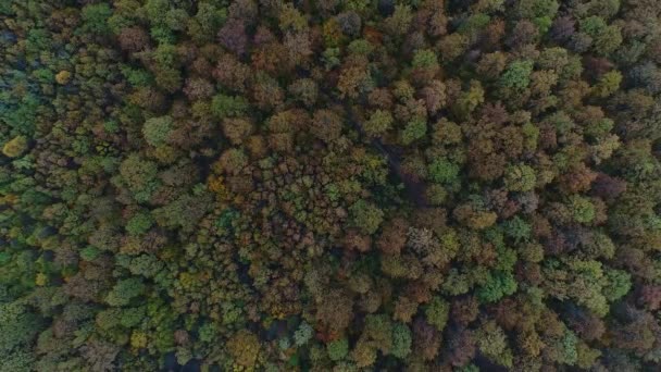 Luchtfoto: prachtig herfstbos met kleurrijk gebladerte. Natuurlijke herfstachtergrond. — Stockvideo