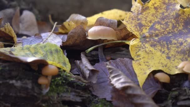 Poisonous mushrooms false mushrooms grow in the forest on an old tree stump — Stock Video