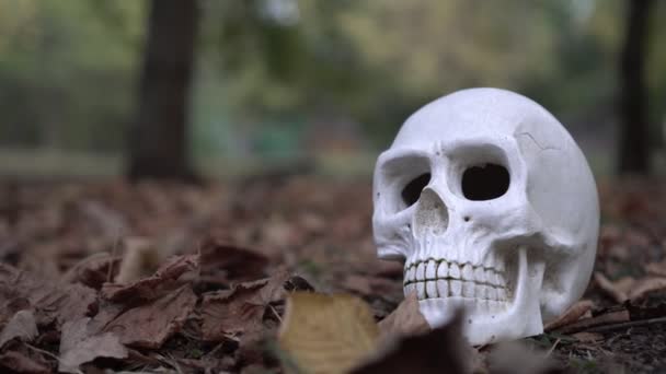 묘지 근처 땅바닥에 사람의 두개골이 놓여 있다 — 비디오