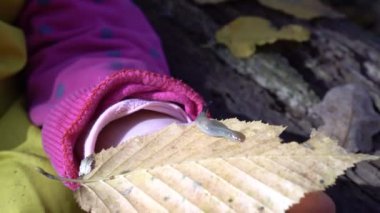 Çocuk tutup ormandaki sümüklü böceğe bakıyor.