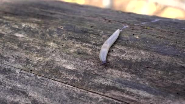 Een slak zonder schelp kruipt langs een boomstam in het bos. — Stockvideo