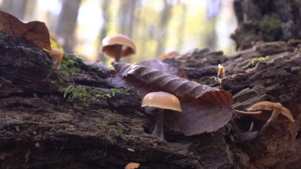 Setas venenosas, hongos falsos crecen en un viejo tronco podrido en el bosque — Vídeo de stock