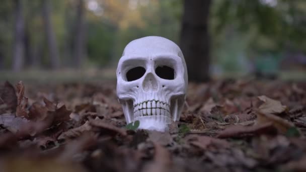 나무나 묘지 뒤 땅에는 흰 사람의 두개골이 놓여 있다 — 비디오