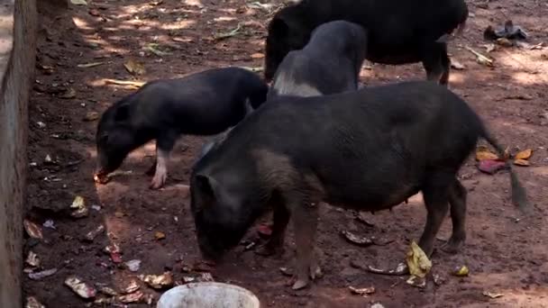 Porquinhos pretos e leitões na fazenda — Vídeo de Stock