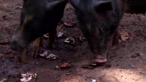 Μαύροι οικόσιτοι χοίροι σε μια φάρμα στην ινδική πόλη Arambol — Αρχείο Βίντεο