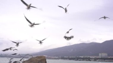 Martılar gökyüzünde uçar ve deniz kıyısında yiyecek için savaşır.