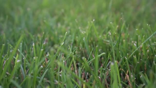 Зеленая трава или лужайка. Крупный план короткой стрижки травы на газоне — стоковое видео