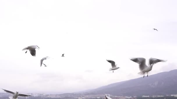 Bir martı sürüsü ya da deniz kuşları denizin üstünde, yavaş çekimde uçar. — Stok video