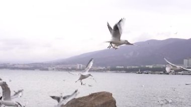Bir martı sürüsü, ağır çekim. Deniz kuşları kıyıya yakın uçar