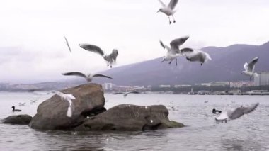 Martılar ve kuşlar deniz kıyısına yakın uçarlar. Bir martı sürüsü yemek için savaşıyor.