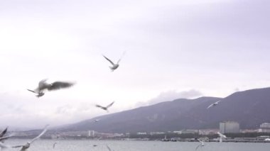 Martılar ve deniz kuşları deniz kıyısının üzerinde uçarlar.