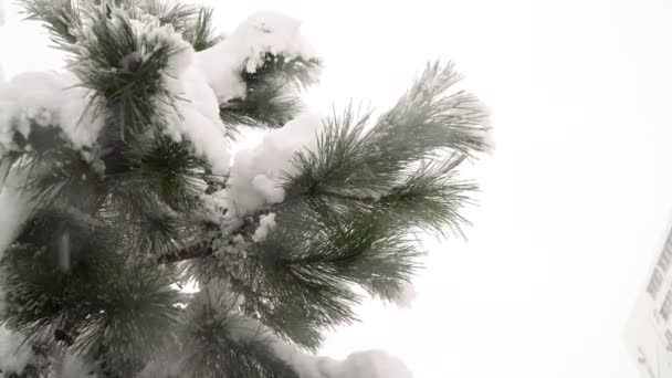 Inverno, queda de neve e abeto ramo close-up — Vídeo de Stock