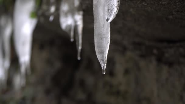 Musim semi, es mencair di alam. Tetesan air mengalir ke bawah es — Stok Video