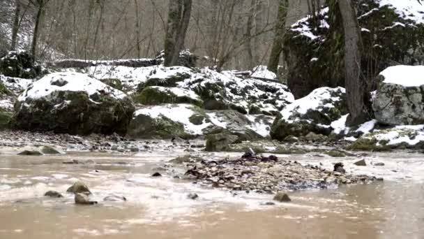 森の中の春の森、雪融け、春の流れ、川 — ストック動画