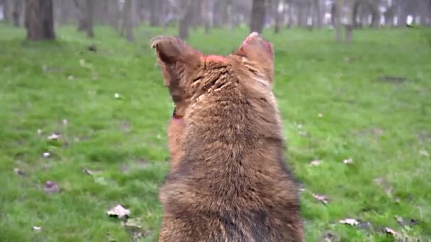 Söt hemlös herrelös hund i parken utomhus — Stockvideo