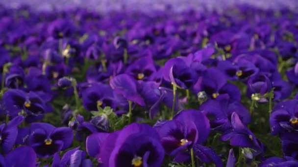 Lots of pansy flowers in the meadow. Beautiful purple pansy flowers in the garden — Stock Video