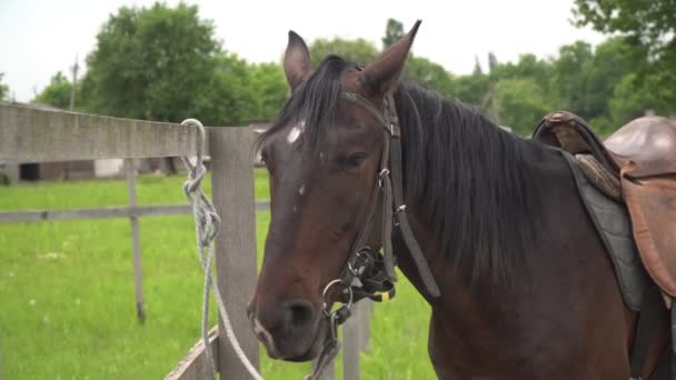 Een bruine laurier paard staat bij een hek op een boerderij — Stockvideo