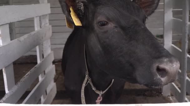 En ung svart tjur i stallet. Närbild av lantbruk, kor eller tjurar — Stockvideo