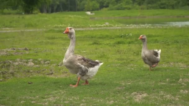 Geese are walking on the green grass. Two gray geese on the farm are walking along the green lawn — Stock Video