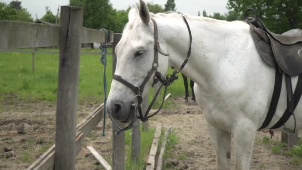 A white horse on a farm stands near a hedge. White horse outdoors close-up — Stock Video