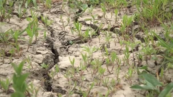 Droge gebarsten grond. Droogteconcept, wereldwijde klimaatverandering, bodem met diepe scheuren — Stockvideo