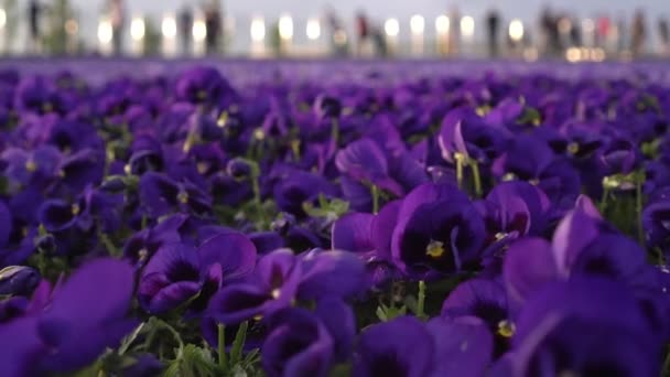 Pole fioletowe Pansy kwiaty. Duże łóżko kwiatowe lub trawnik — Wideo stockowe