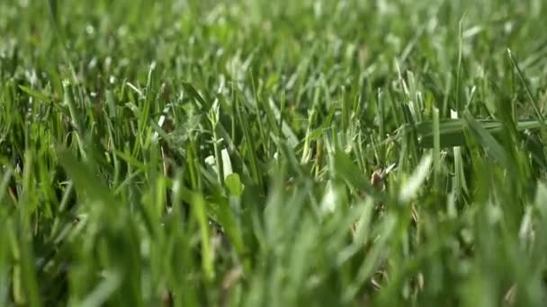 Zöld fű közeledik. Füvet nyírt, tisztított vagy gyepezett. Természetes gyógynövény háttér — Stock videók