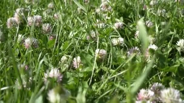 Flores de trébol en un césped verde. Un prado de hierba y trébol, primer plano — Vídeos de Stock