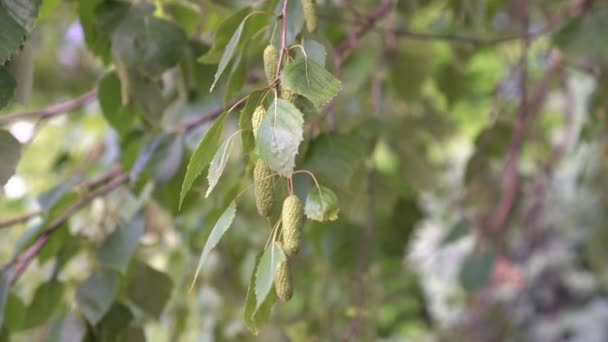 Rama de abedul y hojas de cerca. Abedul en flor — Vídeos de Stock