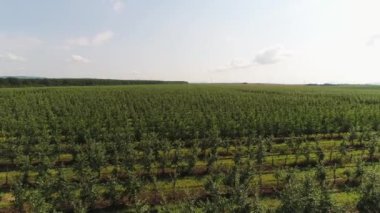 Meyve ağaçları, hava manzarası. Genç yeşil meyve bahçesi, elma veya şeftali yetiştiriyor.