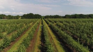 Hava: Çiftlik, meyve bahçesi, sıra sıra meyve ağaçları. Elma ya da şeftali ağacı fidanları.