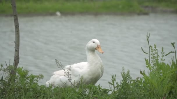 흰기러기가 호수의 물가에 앉아 있다. 농장, 시골 동물들 — 비디오
