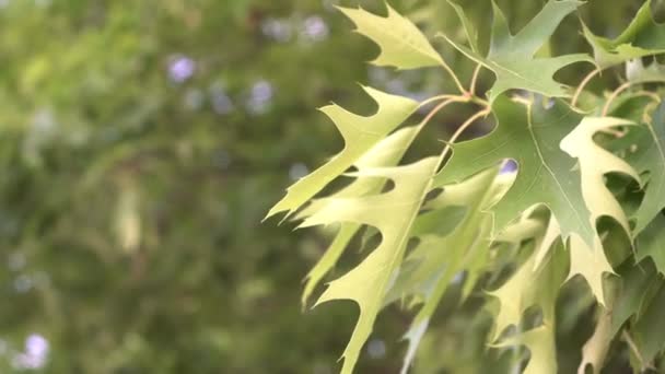 Hojas de arce verde en una rama de árbol, primer plano — Vídeo de stock