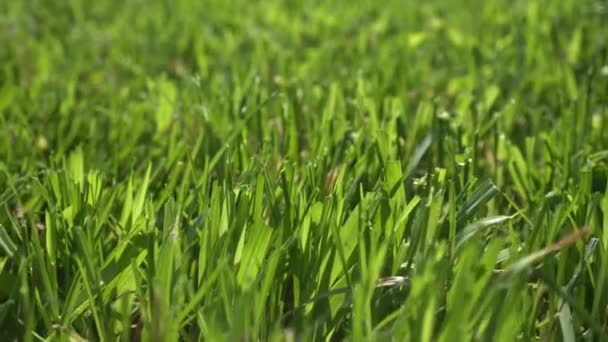 Närbild av kort klippt grönt gräs i en glänta. Grön gräsmatta och äng — Stockvideo
