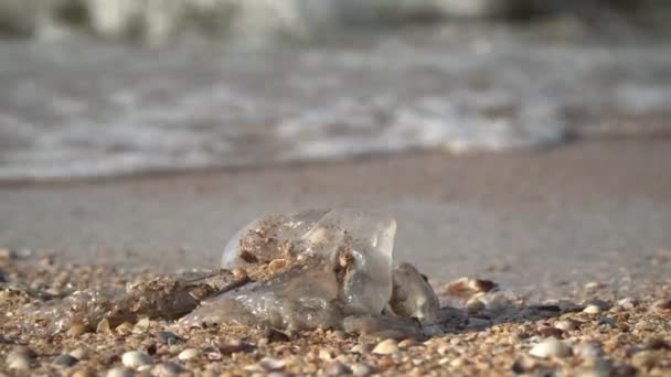 Medusas mortas à beira-mar. Conceito de poluição oceânica — Vídeo de Stock