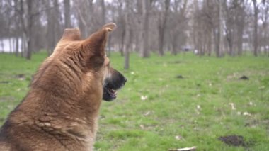 Kızıl saçlı sokak köpeği. Parkta, doğada.