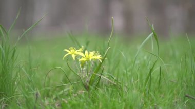 Ormandaki yeşil çimlerin üzerindeki sarı çiçek. Bahar, ilk çiçekler.