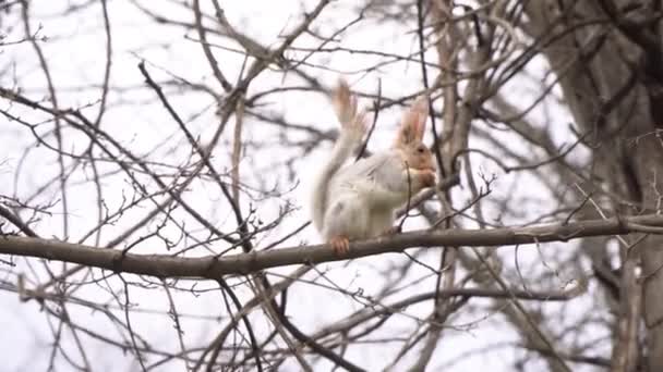 Σκίουρος σε ένα κλαδί δέντρου στο δάσος της άνοιξης — Αρχείο Βίντεο