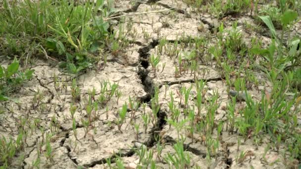 Droogte, droge, gebarsten grond of grond. Groen gras groeit op droge grond — Stockvideo