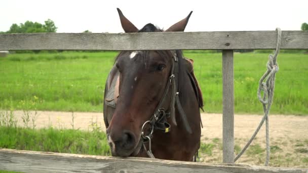 Un beau cheval brun sur la ferme près de la clôture sur fond de champ vert — Video