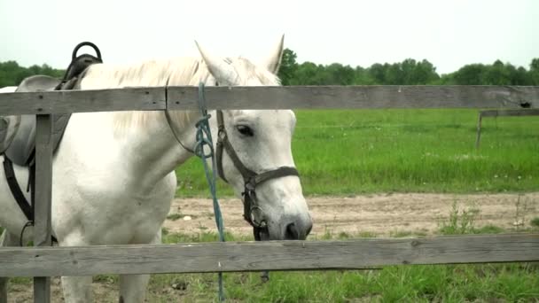 Klidný bílý kůň na farmě u plotu — Stock video