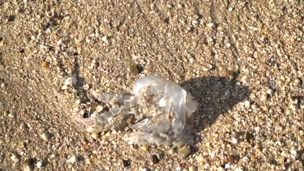 Dead jellyfish on a sea sandy beach or shore — Video Stock
