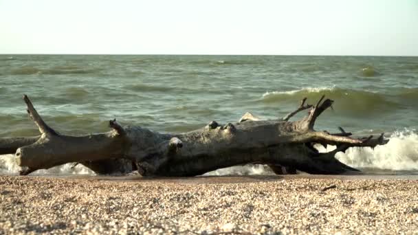 A large old dry tree lies on the seashore. A dead old tree or log was thrown onto the seashore — Stock Video