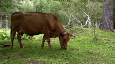 Ormandaki bir açıklıkta çan otlayan kahverengi inek. İnek ot yiyor.