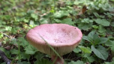 Ormanda kırmızı şapkalı mantar russula, yakın plan.