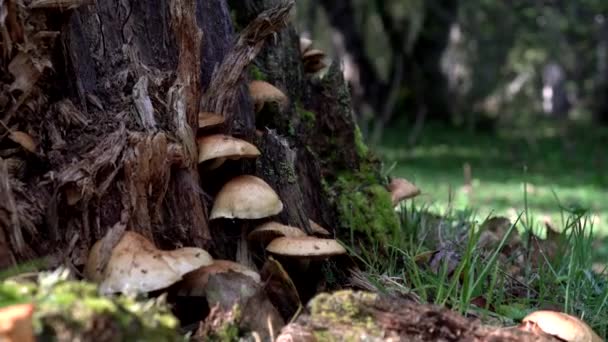 오래 된 나무 그루터기에 있는 꿀 버섯. 나무에 있는 가을 숲 과 버섯 — 비디오