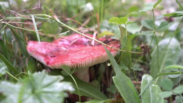 Herfst bos, russula paddestoel in het gras — Stockvideo